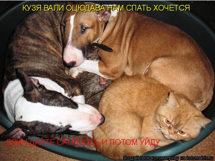 Котоматрица: КУЗЯ ВАЛИ ОЦЮДАВА НАМ СПАТЬ ХОЧЕТСЯ  БЛИН ДАЙТЕ САГРЕЮСЬ И ПОТОМ УЙДУ