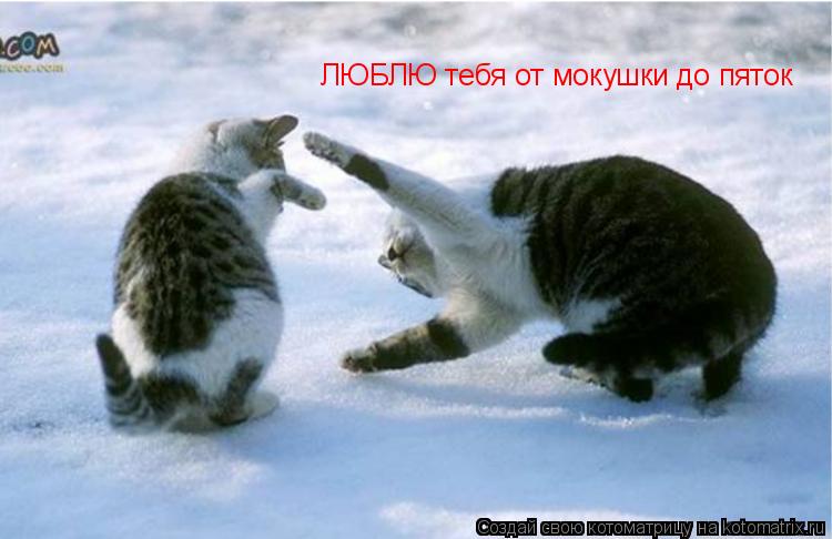 Котоматрица: ЛЮБЛЮ тебя от мокушки до пяток
