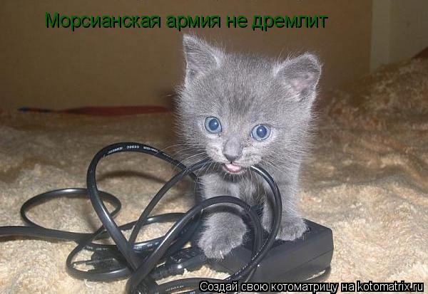 Котоматрица: Морсианская армия не дремлит