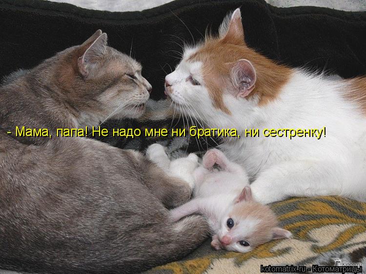 Котоматрица: - Мама, папа! Не надо мне ни братика, ни сестренку!