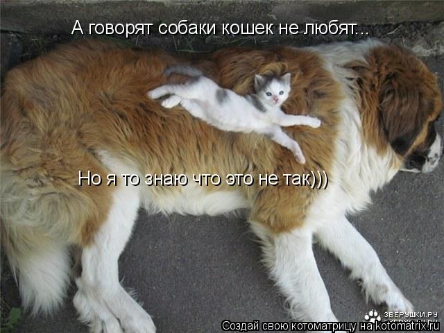 Котоматрица: А говорят собаки кошек не любят... Но я то знаю что это не так)))