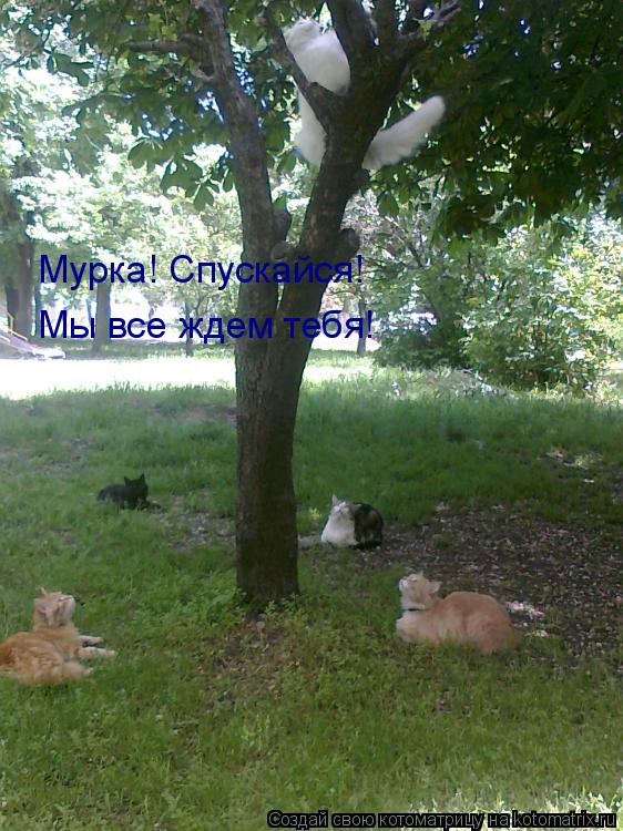 Котоматрица: Мурка! Спускайся! Мы все ждем тебя!