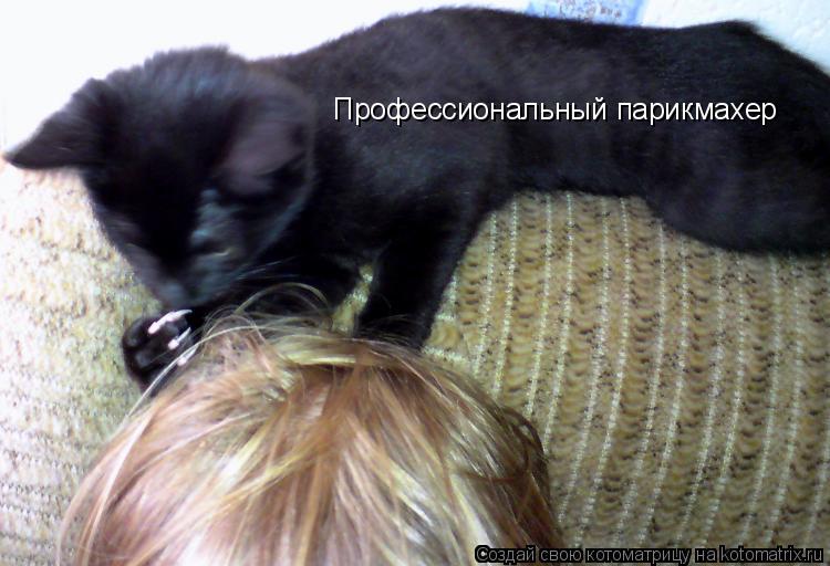 Котоматрица: Профессиональный парикмахер