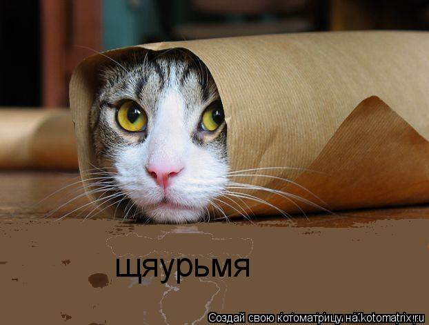 Котоматрица: щяурьмя