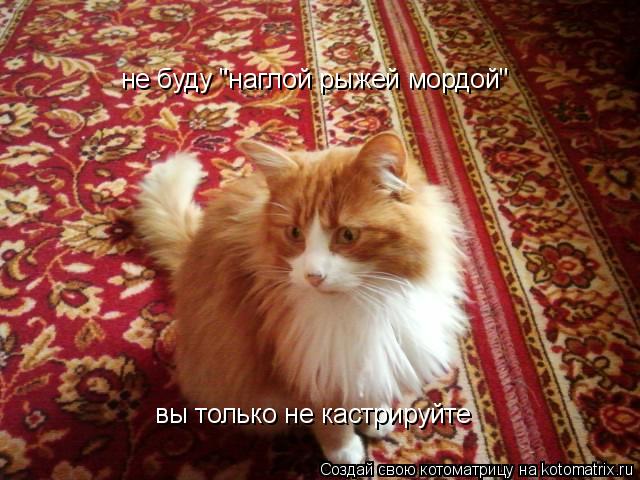Котоматрица: не буду "наглой рыжей мордой" вы только не кастрируйте