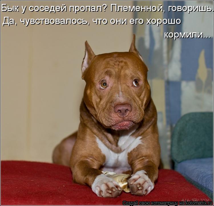 Бык у соседей пропал? Племенной, говоришь. Да, чувствовалось, что они его хорошо кормили...... Котоматрица: Бык у соседей пропал? Племенной, говоришь. Да, чувствовалось, что они его хорошо кормили...