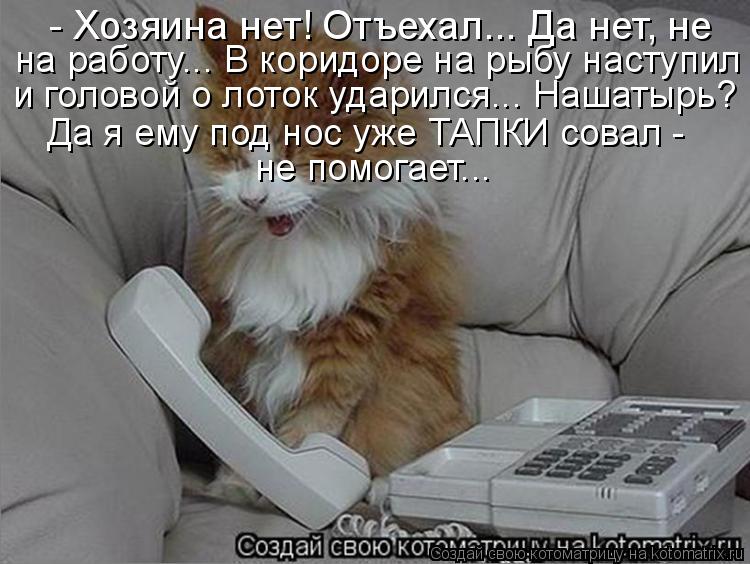 - Хозяина нет! Отъехал... Да нет, не на работу... В коридоре на рыбу наступил и головой о лоток удари... Котоматрица: - Хозяина нет! Отъехал... Да нет, не на работу... В коридоре на рыбу наступил и головой о лоток ударился... Нашатырь? Да я ему под нос уже ТАПКИ со