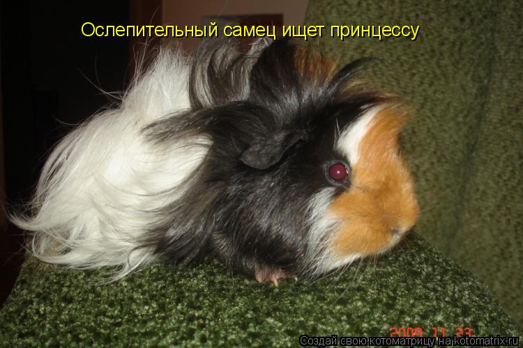 Котоматрица: Ослепительный самец ищет принцессу
