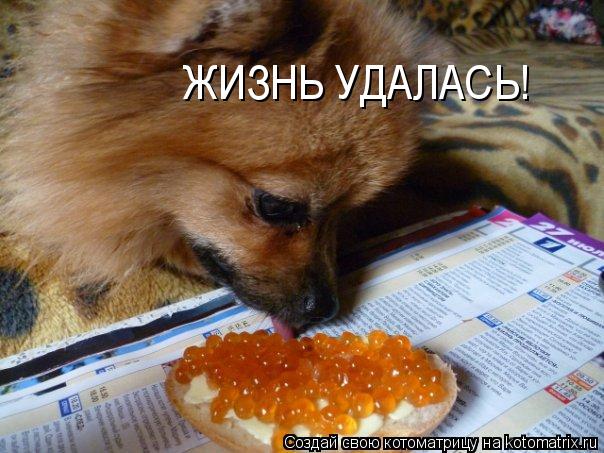 Котоматрица: ЖИЗНЬ УДАЛАСЬ!