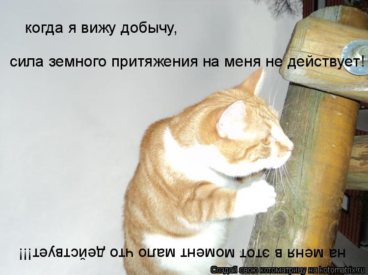 Котоматрица: когда я вижу добычу, сила земного притяжения на меня не действует! на меня в этот момент мало что действует!!!