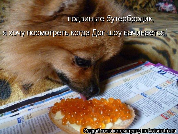 Котоматрица: подвиньте бутербродик, я хочу посмотреть,когда Дог-шоу начинается!