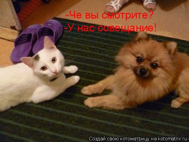 Котоматрица: -У нас совещание! -Че вы смотрите?
