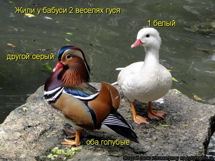 Жили у бабуси 2 веселях гуся 1 белый другой серый оба голубые... Котоматрица: Жили у бабуси 2 веселях гуся 1 белый другой серый оба голубые