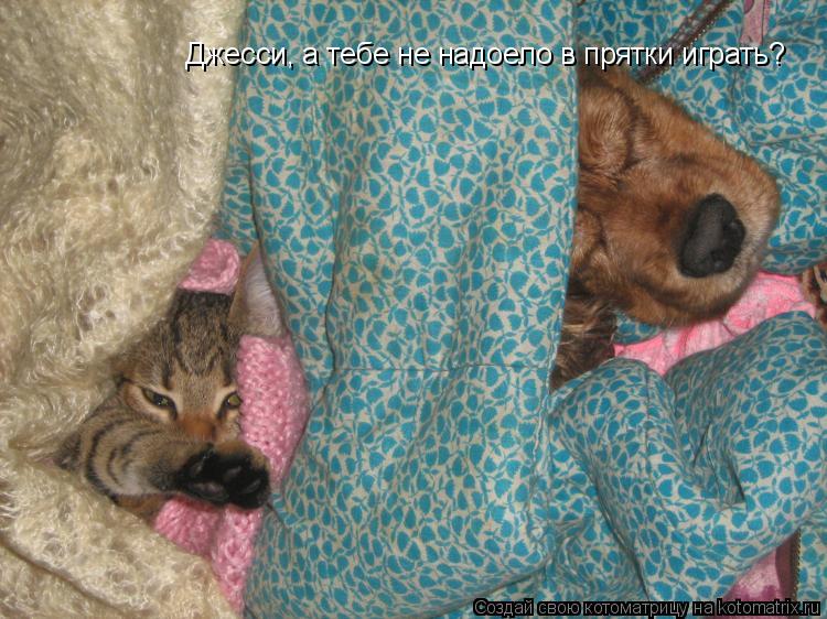 Джесси, а тебе не надоело в прятки играть?... Котоматрица: Джесси, а тебе не надоело в прятки играть?