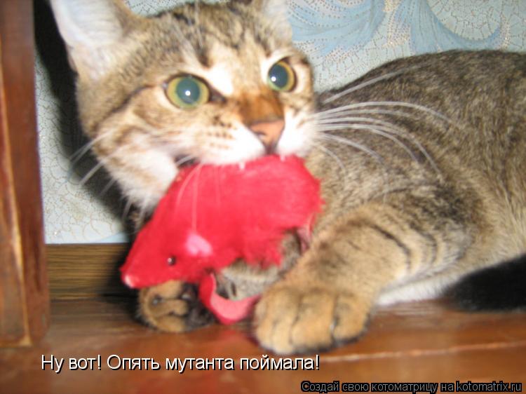Ну вот! Опять мутанта поймала!... Котоматрица: Ну вот! Опять мутанта поймала!