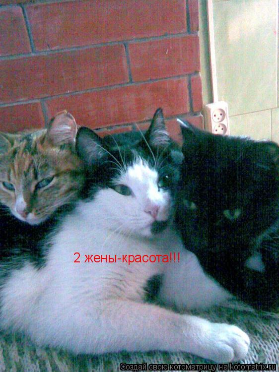 2 жены-красота!!!... Котоматрица: 2 жены-красота!!!