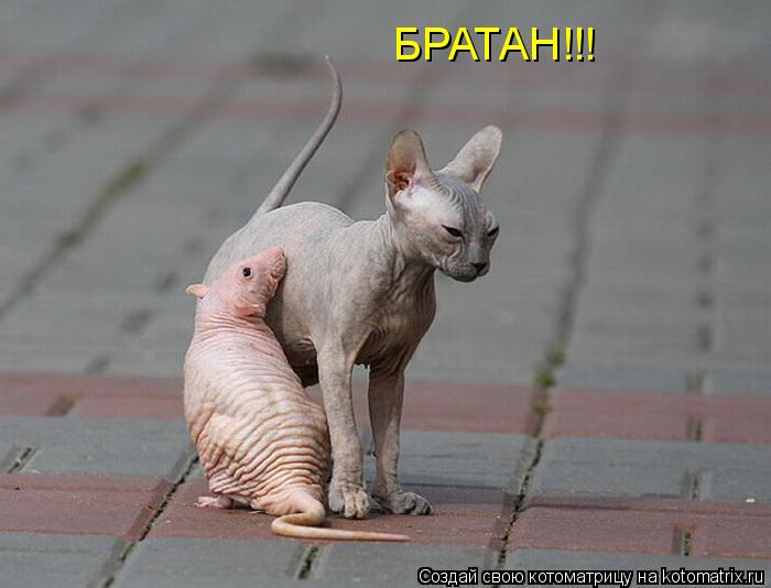 БРАТАН!!!... Котоматрица: БРАТАН!!!