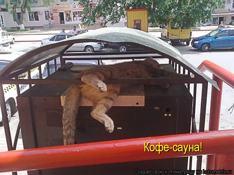 Котоматрица: Кофе-сауна!