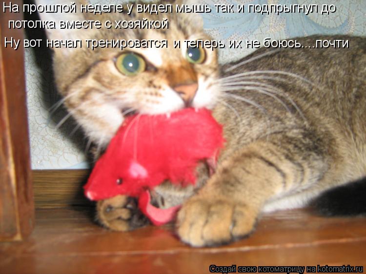 На прошлой неделе у видел мышь так и подпрыгнул до потолка вместе с хозяйкой Ну вот начал тренироват... Котоматрица: На прошлой неделе у видел мышь так и подпрыгнул до потолка вместе с хозяйкой Ну вот начал тренироватся и теперь их не боюсь....почти