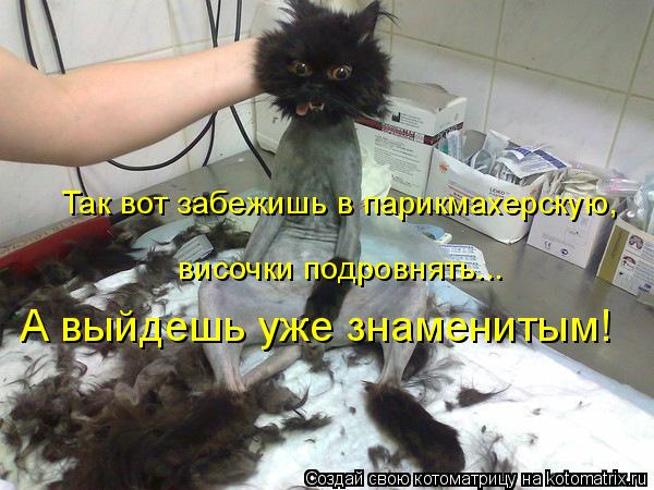 Котоматрица: Так вот забежишь в парикмахерскую,  височки подровнять... А выйдешь уже знаменитым!