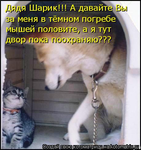 Дядя Шарик!!! А давайте Вы за меня в тёмном погребе мышей половите, а я тут двор пока поохраняю???... Котоматрица: Дядя Шарик!!! А давайте Вы за меня в тёмном погребе мышей половите, а я тут двор пока поохраняю???