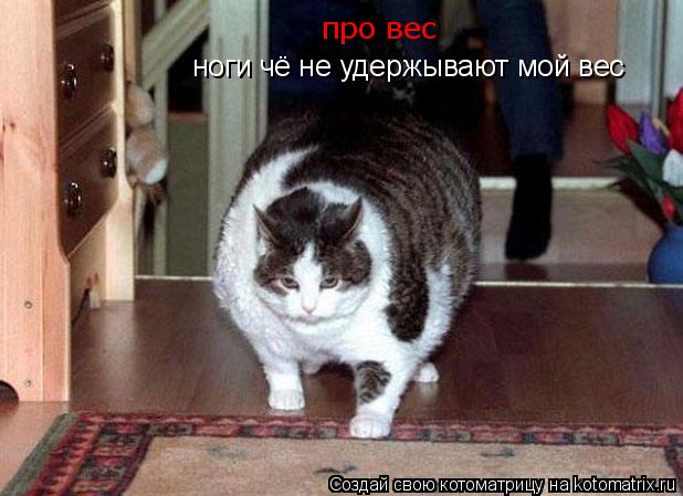 Котоматрица: ноги чё не удержывают мой вес про вес