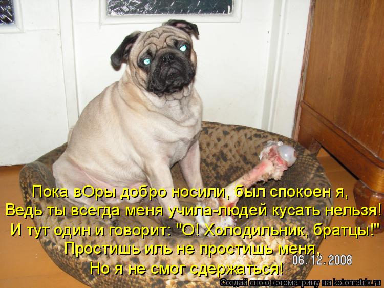 Пока вОры добро носили, был спокоен я, Ведь ты всегда меня учила-людей кусать нельзя! И тут один и го... Котоматрица: Пока вОры добро носили, был спокоен я, Ведь ты всегда меня учила-людей кусать нельзя! И тут один и говорит: "О! Холодильник, братцы!" Простишь и