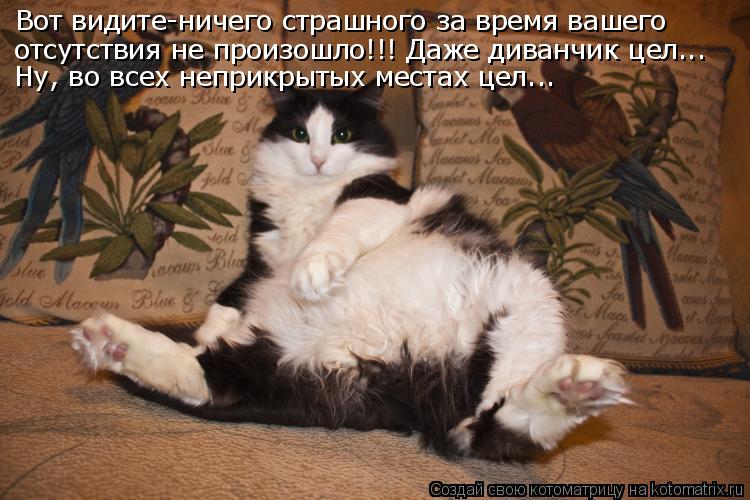 Вот видите-ничего страшного за время вашего отсутствия не произошло!!! Даже диванчик цел... Ну, во вс... Котоматрица: Вот видите-ничего страшного за время вашего отсутствия не произошло!!! Даже диванчик цел... Ну, во всех неприкрытых местах цел...