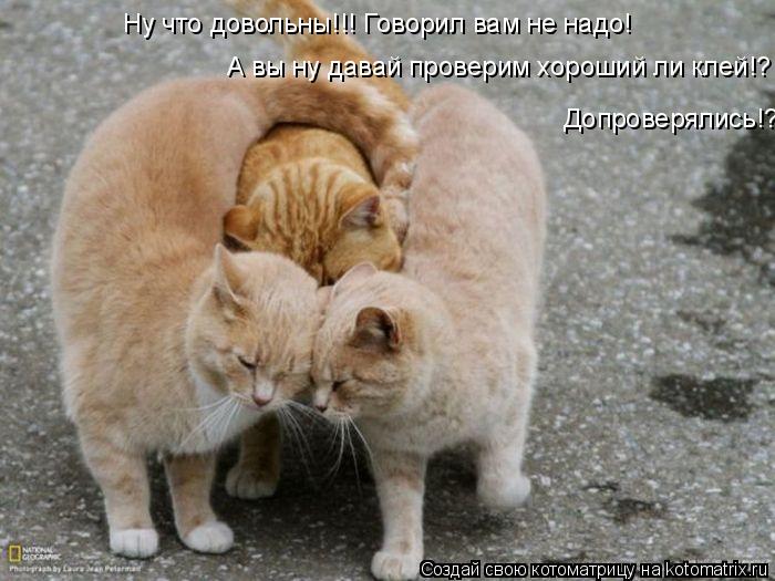 Ну что довольны!!! Говорил вам не надо! А вы ну давай проверим хороший ли клей!? Допроверялись!?... Котоматрица: Ну что довольны!!! Говорил вам не надо! А вы ну давай проверим хороший ли клей!? Допроверялись!?