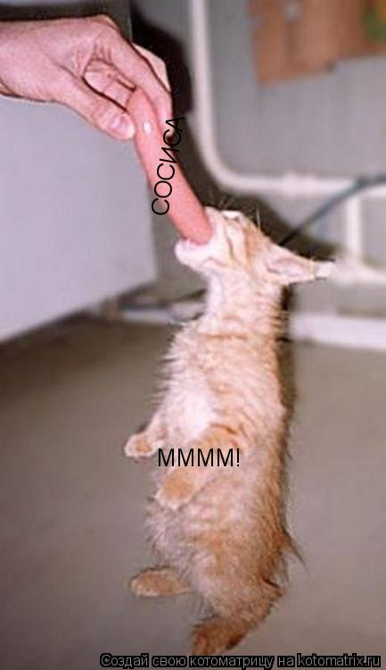 ММММ! СОСИСА... Котоматрица: ММММ! СОСИСА