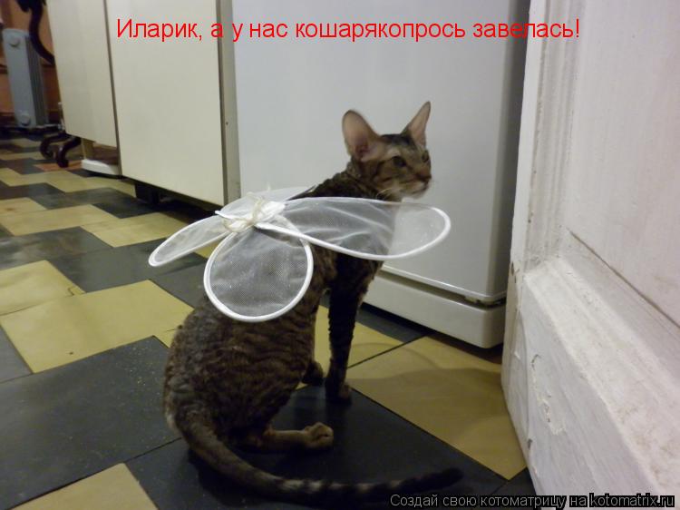 Иларик, а у нас кошарякопрось завелась!... Котоматрица: Иларик, а у нас кошарякопрось завелась!