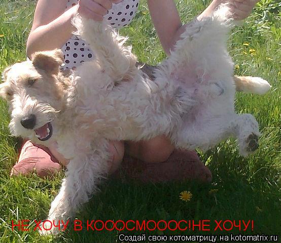 Котоматрица: НЕ ХОЧУ В КОООСМОООС!НЕ ХОЧУ!