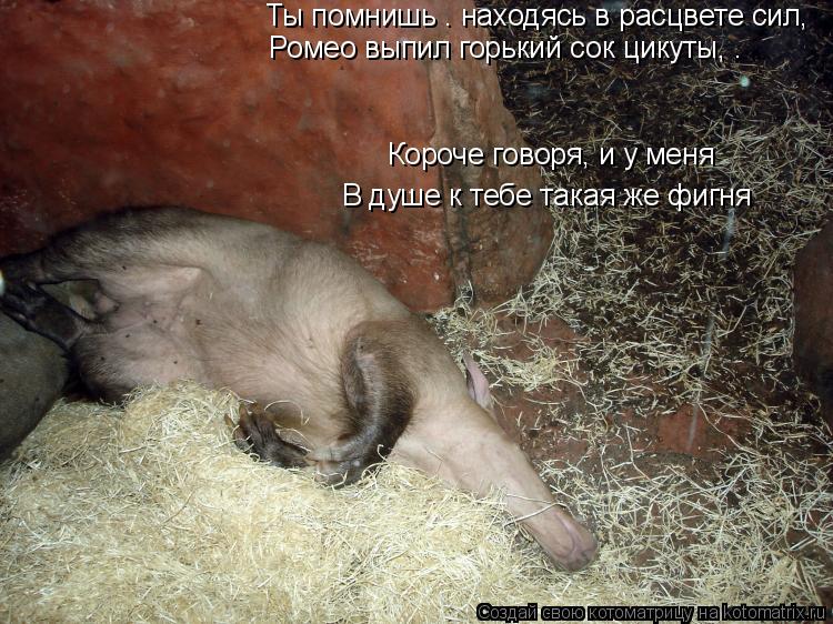Котоматрица: Ты помнишь – находясь в расцвете сил,   Ромео выпил горький сок цикуты,   Поскольку не хотел жить ни минуты  Без девушки, которую любил?   Коро