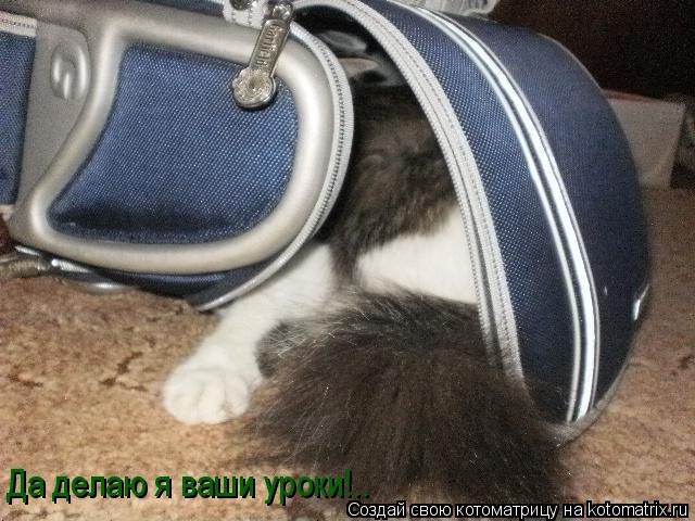 Котоматрица: Да делаю я ваши уроки!..