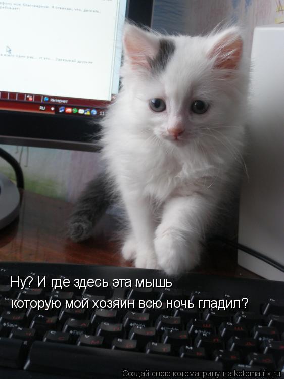 Котоматрица: Ну? И где здесь эта мышь которую мой хозяин всю ночь гладил?