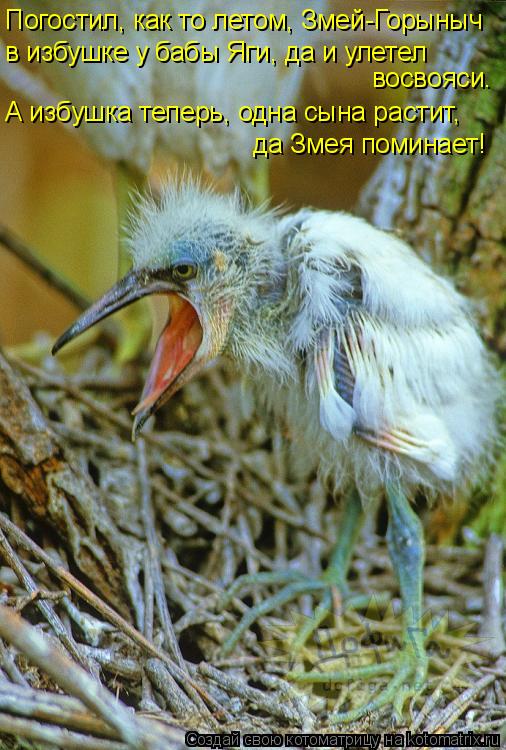 Погостил, как то летом, Змей-Горыныч в избушке у бабы Яги, да и улетел восвояси. А избушка теперь,... Котоматрица: Погостил, как то летом, Змей-Горыныч в избушке у бабы Яги, да и улетел восвояси. А избушка теперь, одна сына растит, да Змея поминает!