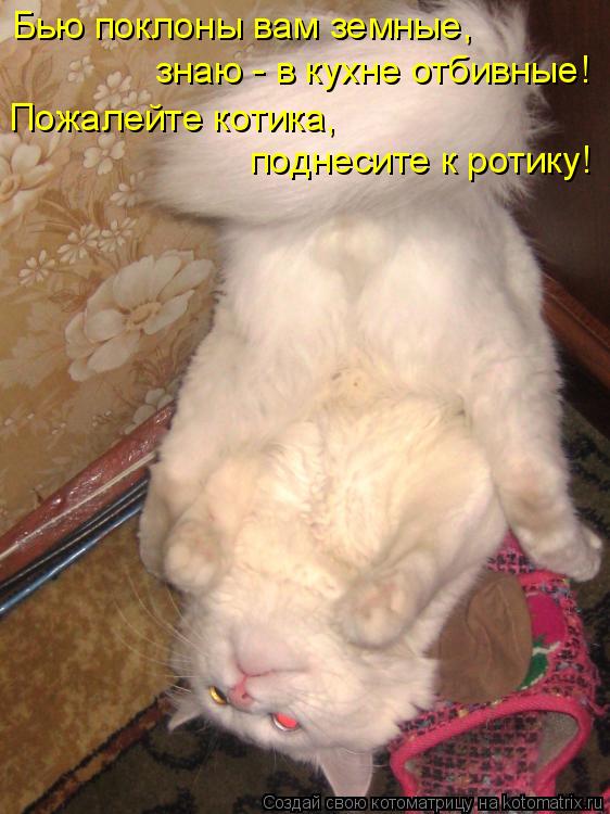 Бью поклоны вам земные, знаю - в кухне отбивные! Пожалейте котика, поднесите к ротику!... Котоматрица: Бью поклоны вам земные, знаю - в кухне отбивные! Пожалейте котика, поднесите к ротику!