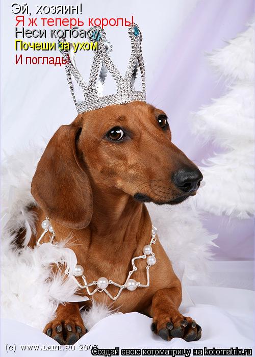 Эй, хозяин! Я ж теперь король! Неси колбасу, Почеши за ухом И погладь!... Котоматрица: Эй, хозяин! Я ж теперь король! Неси колбасу, Почеши за ухом И погладь!
