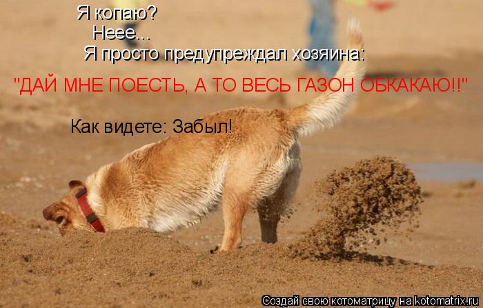 Котоматрица: Я копаю? Неее... Я просто предупреждал хозяина: "ДАЙ МНЕ ПОЕСТЬ, А ТО ВЕСЬ ГАЗОН ОБКАКАЮ!!" Как видете: Забыл!