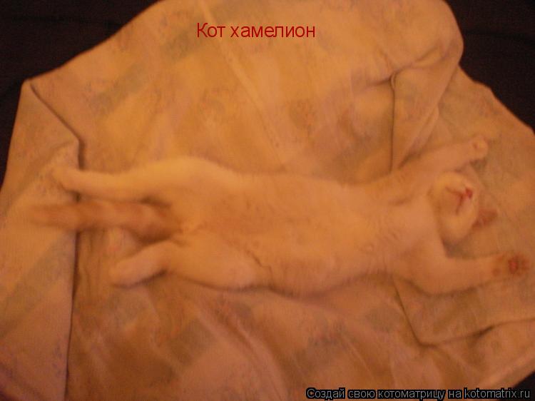 Котоматрица: Кот хамелион