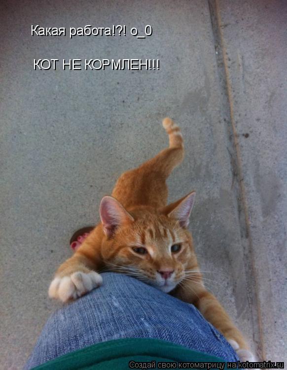 Котоматрица: Какая работа!?! о_0 КОТ НЕ КОРМЛЕН!!!