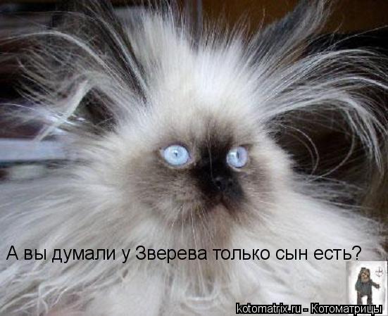 Котоматрица: А вы думали у Зверева только сын есть?