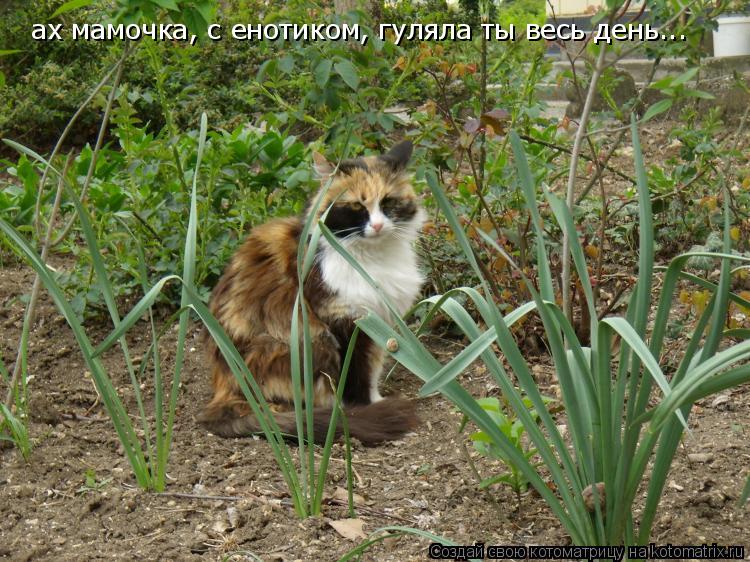 Котоматрица: ах мамочка, с енотиком, гуляла ты весь день...