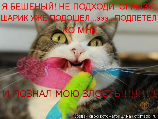 Котоматрица: Я БЕШЕНЫЙ! НЕ ПОДХОДИ! СГРЫЗУ! ШАРИК УЖЕ ПОДОШЕЛ...эээ...ПОДЛЕТЕЛ  КО МНЕ И ПОЗНАЛ МОЮ ЗЛОСТЬ!!!!!!!!!!!!!!!