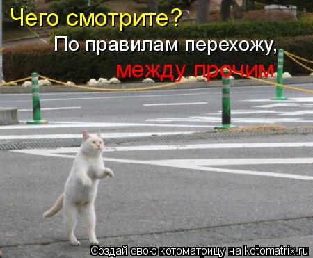 Котоматрица: Чего смотрите? По правилам перехожу, между прочим