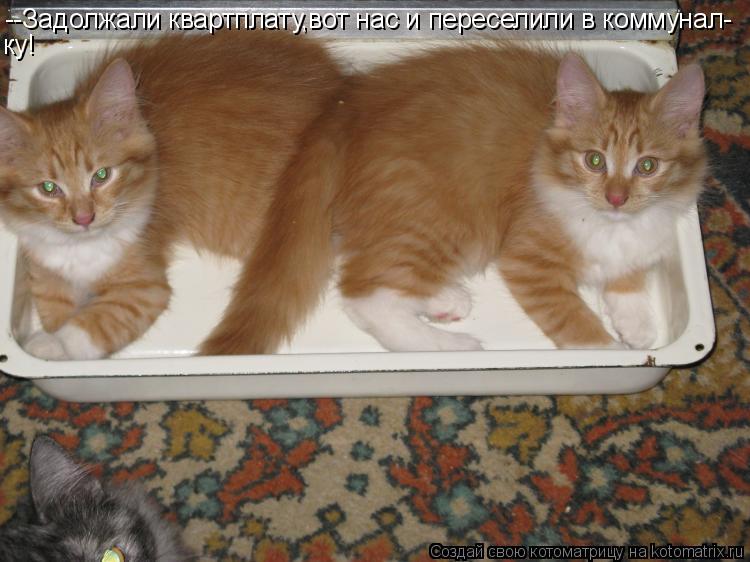 Котоматрица: --Задолжали квартплату,вот нас и переселили в коммунал- ку!
