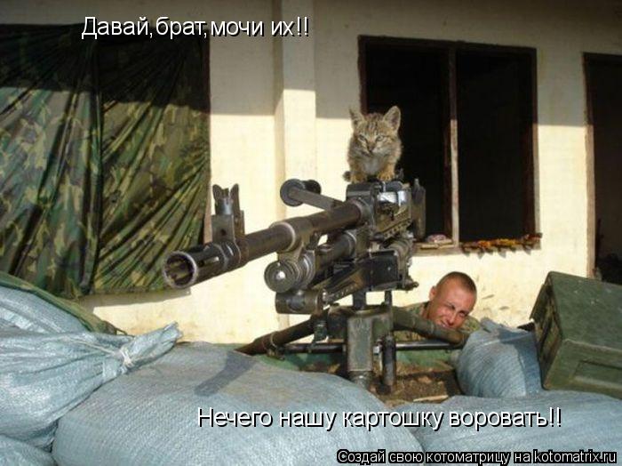 Котоматрица: Давай,брат,мочи их!! Нечего нашу картошку воровать!!