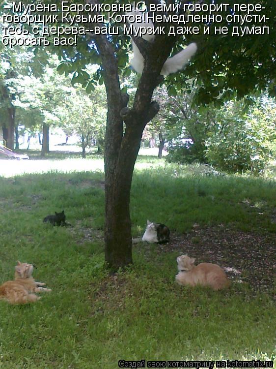 Котоматрица: --Мурёна Барсиковна!С вами говорит пере- говорщик Кузьма Котов!Немедленно спусти- тесь с дерева--ваш Мурзик даже и не думал бросать вас!