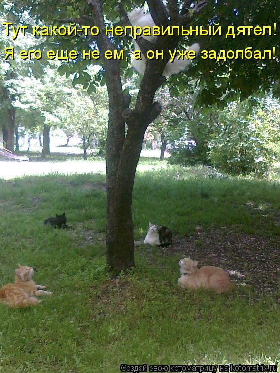 Котоматрица: Тут какой-то неправильный дятел! Я его еще не ем, а он уже задолбал!