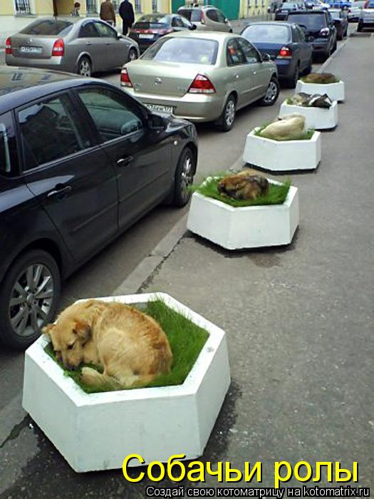 Котоматрица: Собачьи ролы